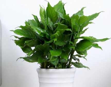 萬年青繁殖 萬年青繁殖