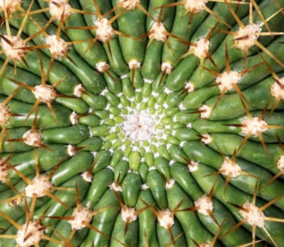 植物黃化處理 植物黃化處理