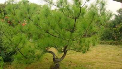 松樹養護 松樹養護