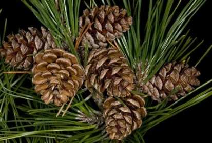 黑松果實 黑松果實