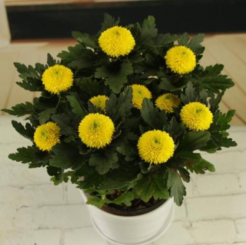 菊花澆水 菊花澆水