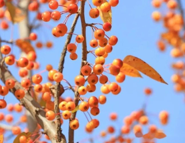 海棠果怎麼吃 海棠果怎麼吃