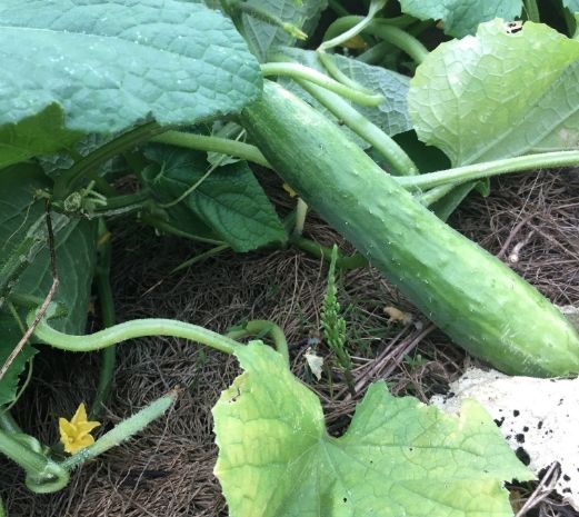 大胡瓜栽培