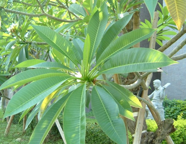 雞蛋花好處 雞蛋花好處