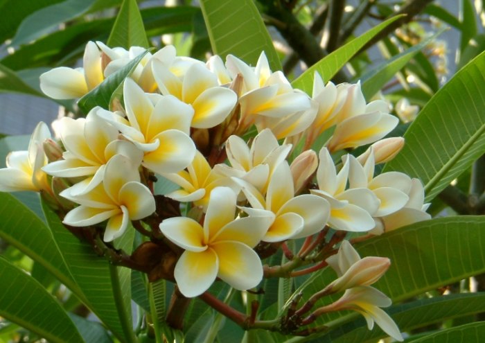 雞蛋花中醫應用 雞蛋花中醫應用