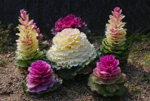 葉牡丹種植方法