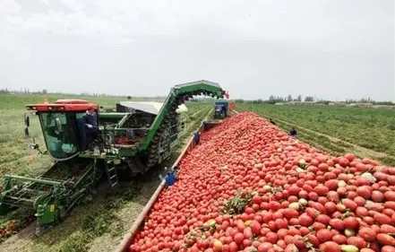 牛番茄成熟判斷