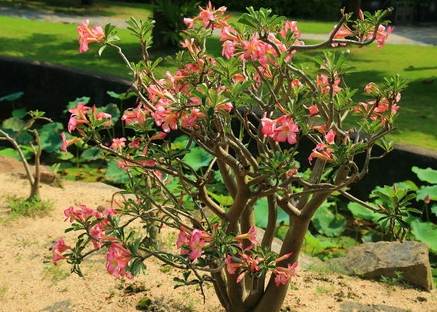 沙漠玫瑰葉子捲曲原因