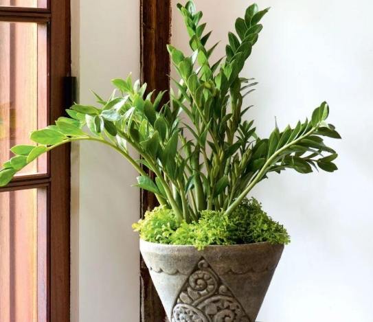 花盆土壤發霉處理 花盆土壤發霉處理