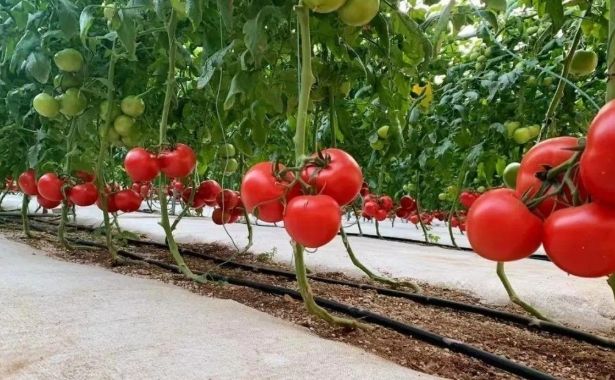 西红柿育苗最佳温度