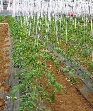 家庭小番茄種植 家庭小番茄種植