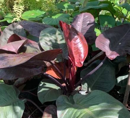 紅苞喜林芋繁殖