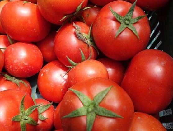 牛番茄採收時間