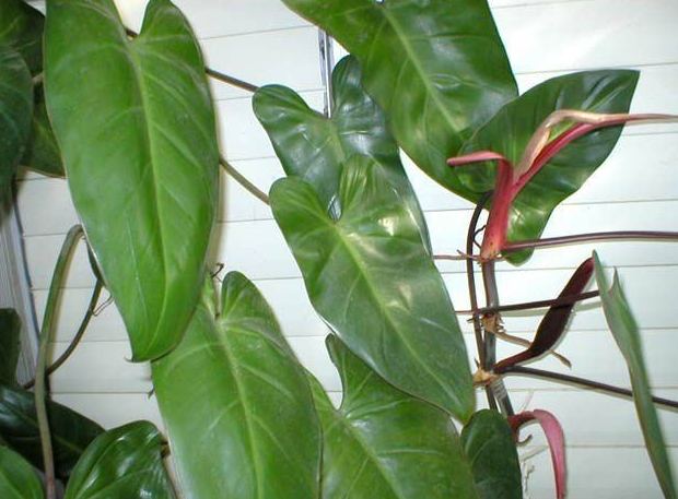 紅苞喜林芋種植