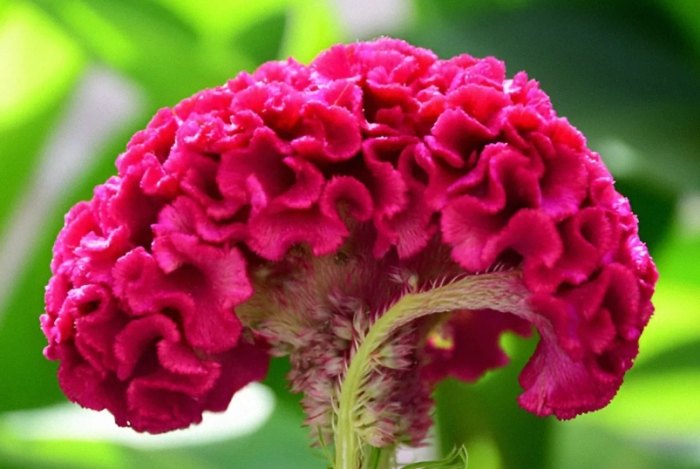 雞冠花盆栽推薦