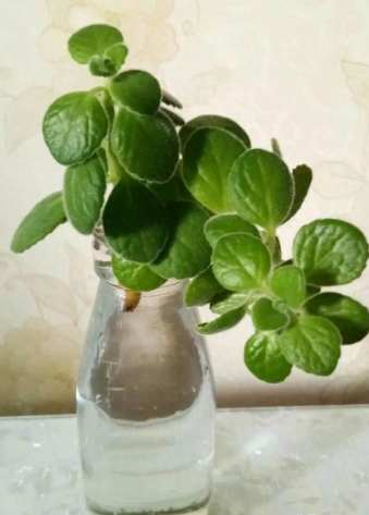 水培樹枝常見問題 水培樹枝常見問題