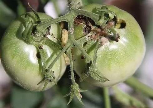 番茄害蟲防治 番茄害蟲防治