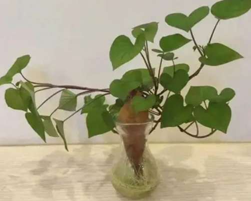 水培樹枝方法 水培樹枝方法