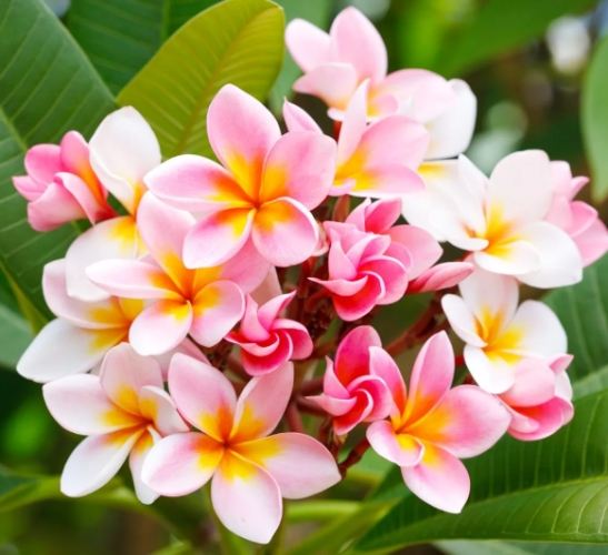 雞蛋花繁殖方法