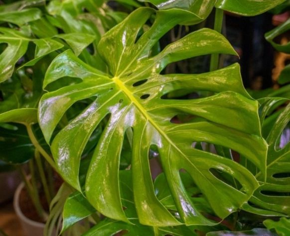 龜背芋病害處理