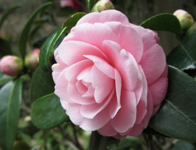 低光照花卉 低光照花卉