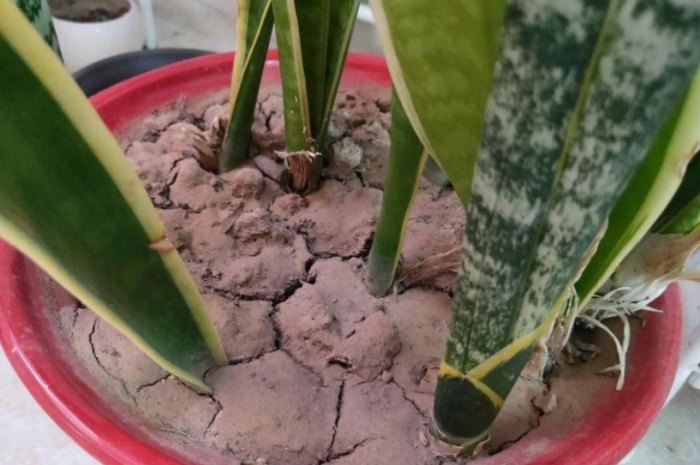 靚土發霉處理 靚土發霉處理