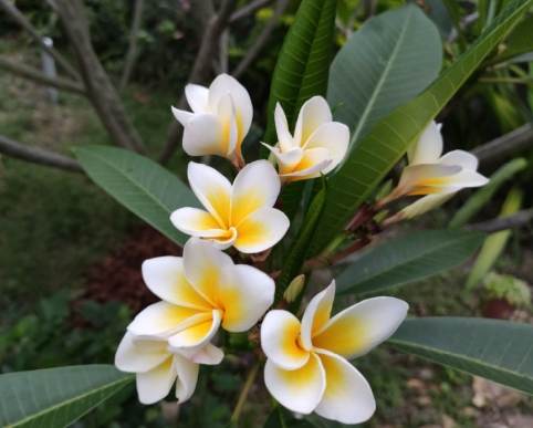 雞蛋花種植禁忌