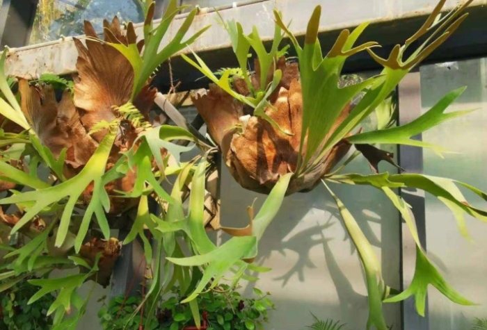 鹿角蕨分株方法 鹿角蕨分株方法