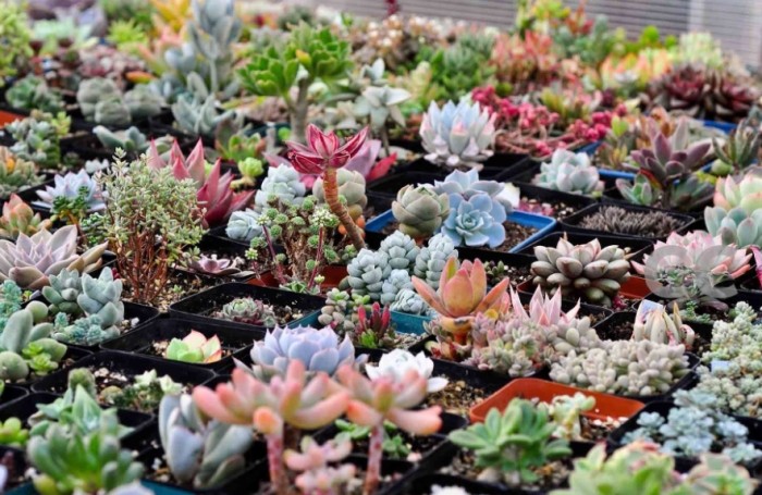 植物缺水怎么办