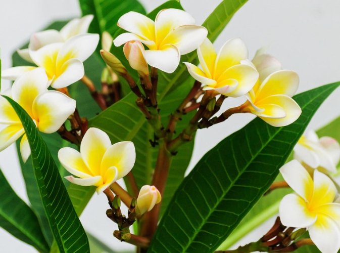 雞蛋花種植方法