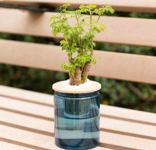 水培樹木優點 水培樹木優點