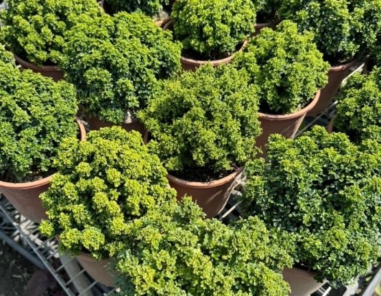 達摩七里香 種植