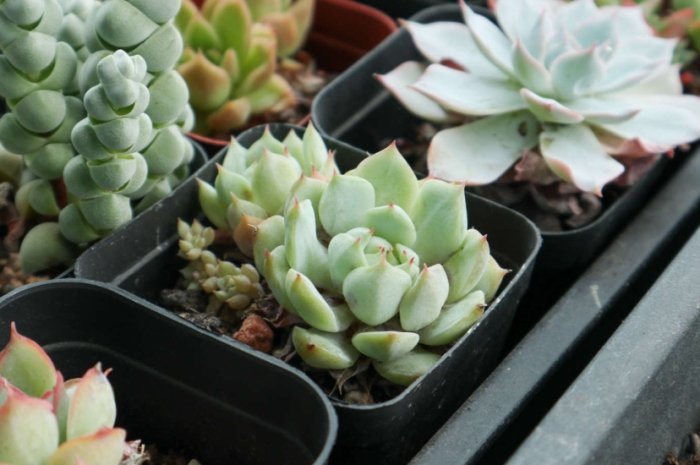 多肉植物葉片軟化