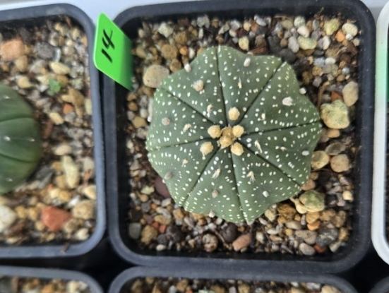 兜多肉種植技巧