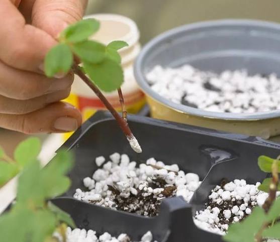 植物生根促進劑