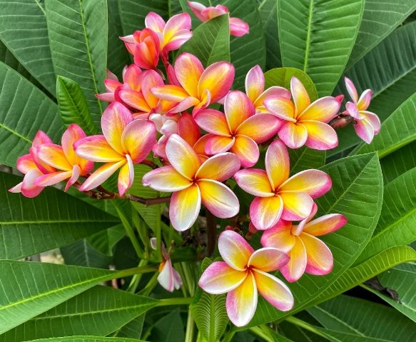 雞蛋花斷掉原因