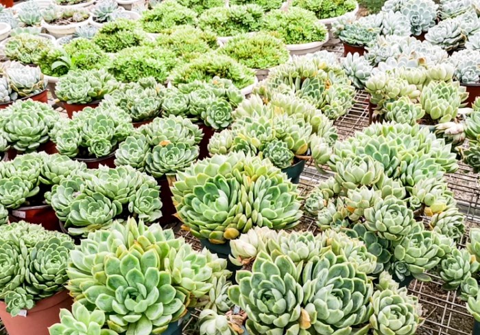 多肉澆水注意事項