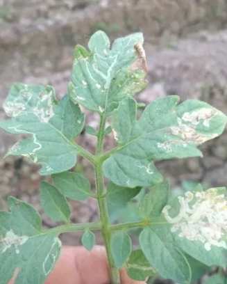 有機番茄蟲害控制 有機番茄蟲害控制