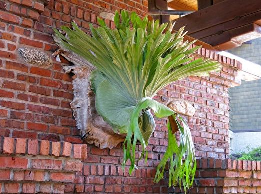 鹿角蕨繁殖季節 鹿角蕨繁殖季節