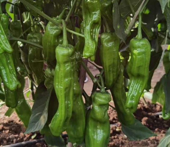 辣椒開花後管理