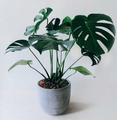 龜背芋氣根作用