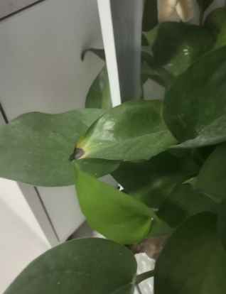 黃金葛葉片黑點