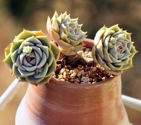 多肉植物澆水頻率