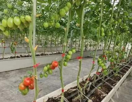 番茄管理技術