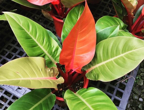 帝王蔓綠絨養護方法