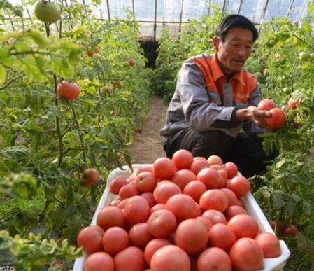 牛番茄成熟判斷