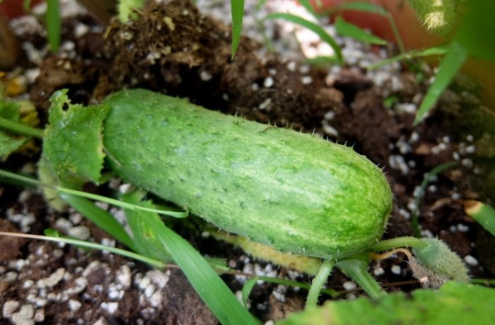 切片蔬菜保鮮 切片蔬菜保鮮