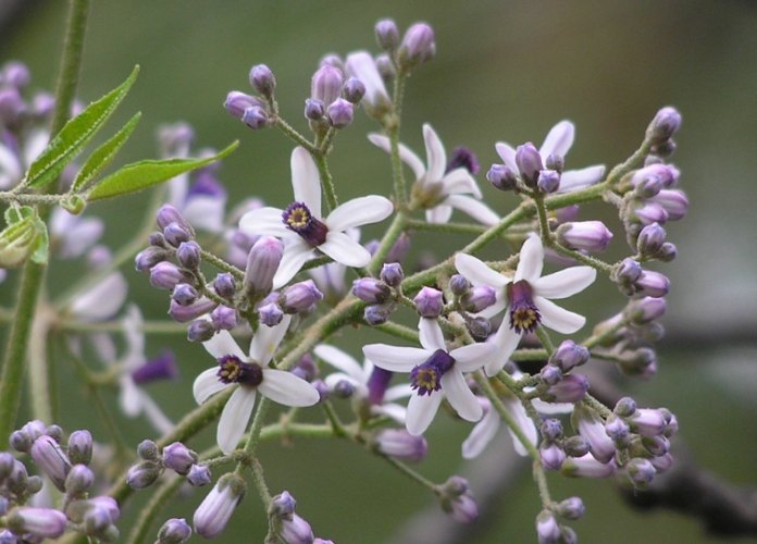 樹木對環境益處
