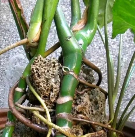 龜背竹氣根照顧