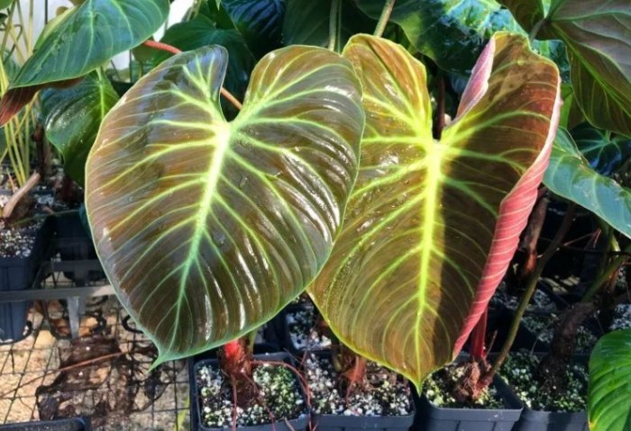 紅苞喜林芋種植